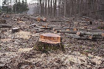 What Is Environmental Degradation?