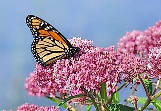 Help Rebuild Monarch Butterfly Populations By Planting Monarch-Friendly Gardens