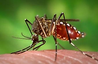 What Is the Zika Virus? - Diseases of the World