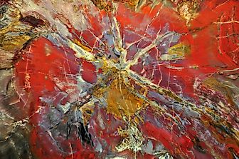 Is It Legal To Collect Petrified Wood In The US?