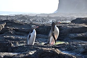 A List Of Endangered Species Of Penguins