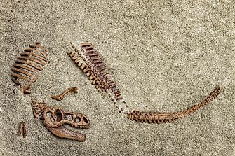 Why Are Fossil Hunters Licking Rocks?
