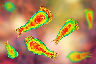 What Kind Of Parasites Do Humans Get?