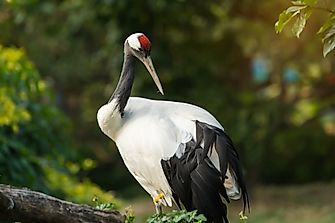 Why Are Japanese Cranes Dying?
