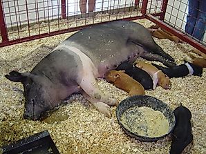 Top 20 Pork Exporting Countries