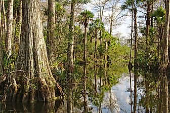Invasive Species In The Florida Everglades