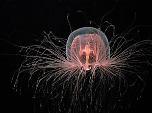What Do Immortal Jellyfish Eat?