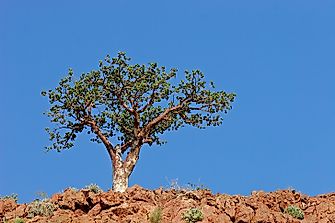 Native Plants Of Nigeria