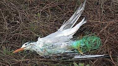 The Four Biggest Threats To Birds Around The World