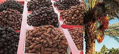Leading Countries Growing Dates (Fresh Date Palm Fruits)