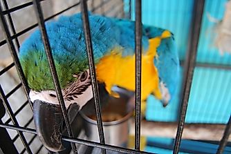 Parrot Varieties Most Threatened By Illegal Live Trafficking