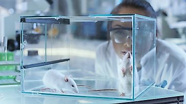8 Animals Used In Vaccine Production