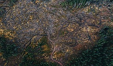 In Romania, People Are Resorting To Witchcraft To Stop Illegal Loggers
