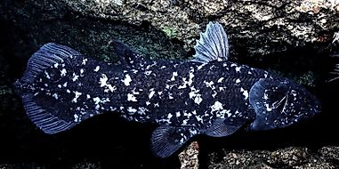 10 Interesting Facts About Coelacanths