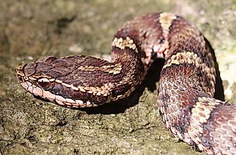 10 Deadliest Animals In Japan