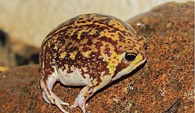Native Amphibians Of Angola