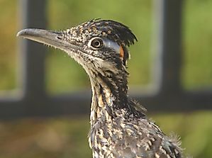 Roadrunner Facts: Animals of North America