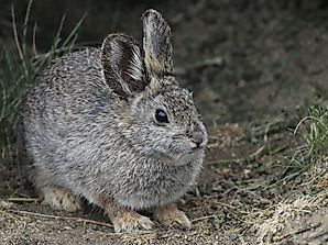Pygmy Rabbit Facts: Animals of North America
