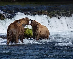 Brown Bear Facts: Animals of North America