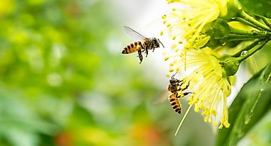 Is A Bee An Insect Or A Bug?