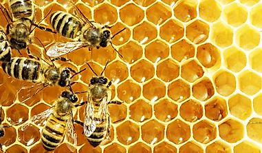 What Are Eusocial Insects?