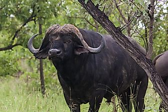 Cape Buffalo Facts: Animals of Africa