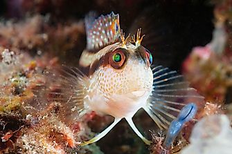 Native Fish Species Of Algeria