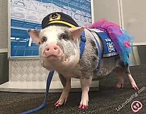 The Next Wave Sweeping Over Airports? Therapy Animals