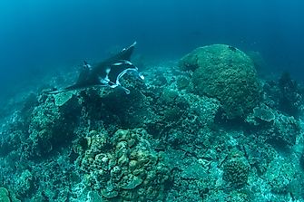 What is a Seamount?