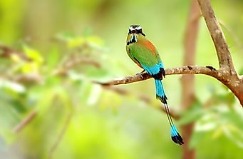 What Animals Live In Nicaragua?
