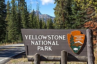 A Survival Guide: What To Do If You Encounter A Bear At Yellowstone National Park