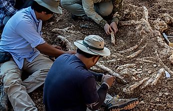 What is the Difference Between Paleontology And Archeology?
