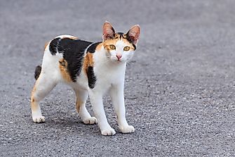 Can Stray Cats Transmit COVID-19?