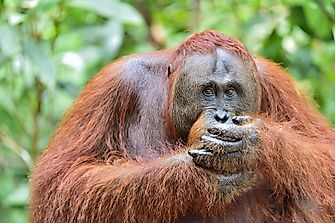 Where Do Orangutans Live?