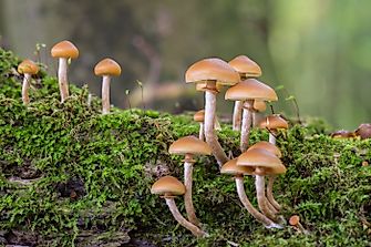 8 Most Poisonous Types Of Mushrooms