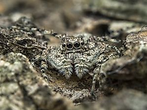 Jumping Spider Facts - Animals of North America