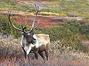 Are Caribou and Reindeer the Same Animal?