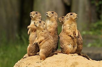 Prairie Dog: Animals Of North America