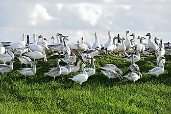 Snow Goose Facts: Animals of North America