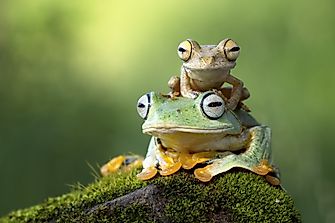 What Are Amphibians?