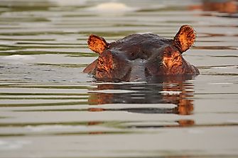 What Animals Live In The Nile River?