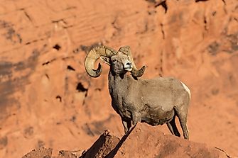 Bighorn Sheep Facts: Animals of North America