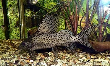 Native Fish Species Of Mali