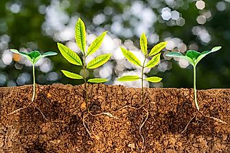 What Are Two Types Of Geotropism?