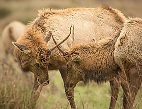 Elk Facts: Animals of North America