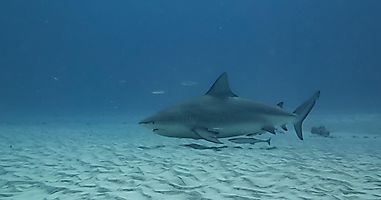 Do Sharks Lay Eggs?