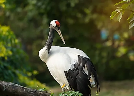 National Bird of The People's Republic of China - Red-crowned Crane