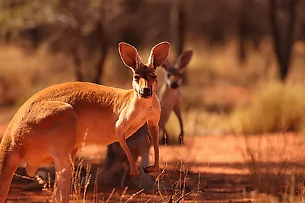 A female Red Kangaroo with her joey on the red sand of outback central Australia.