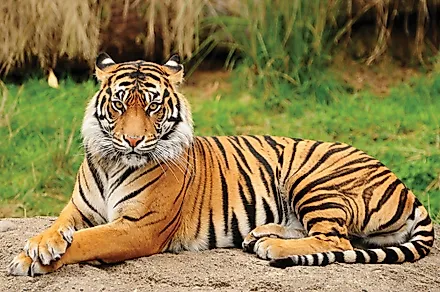 Royal Bengal Tiger - the National Animal of Bangladesh