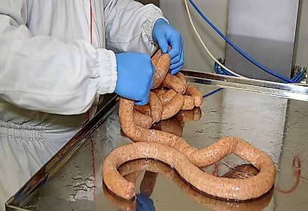 Link sausage being shaped and sized in a meat processing facility.